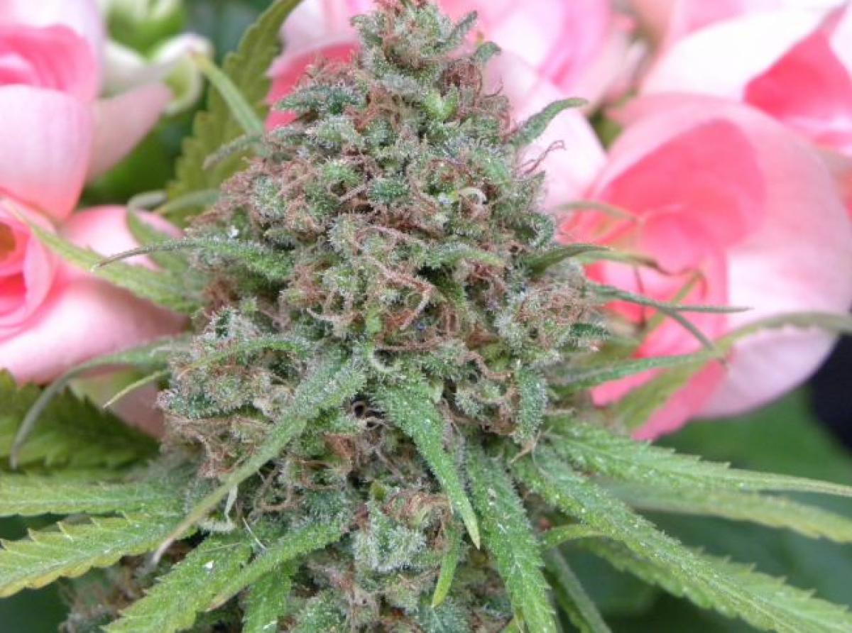 Mr Nice The Cure Reguläre Hanfsamen