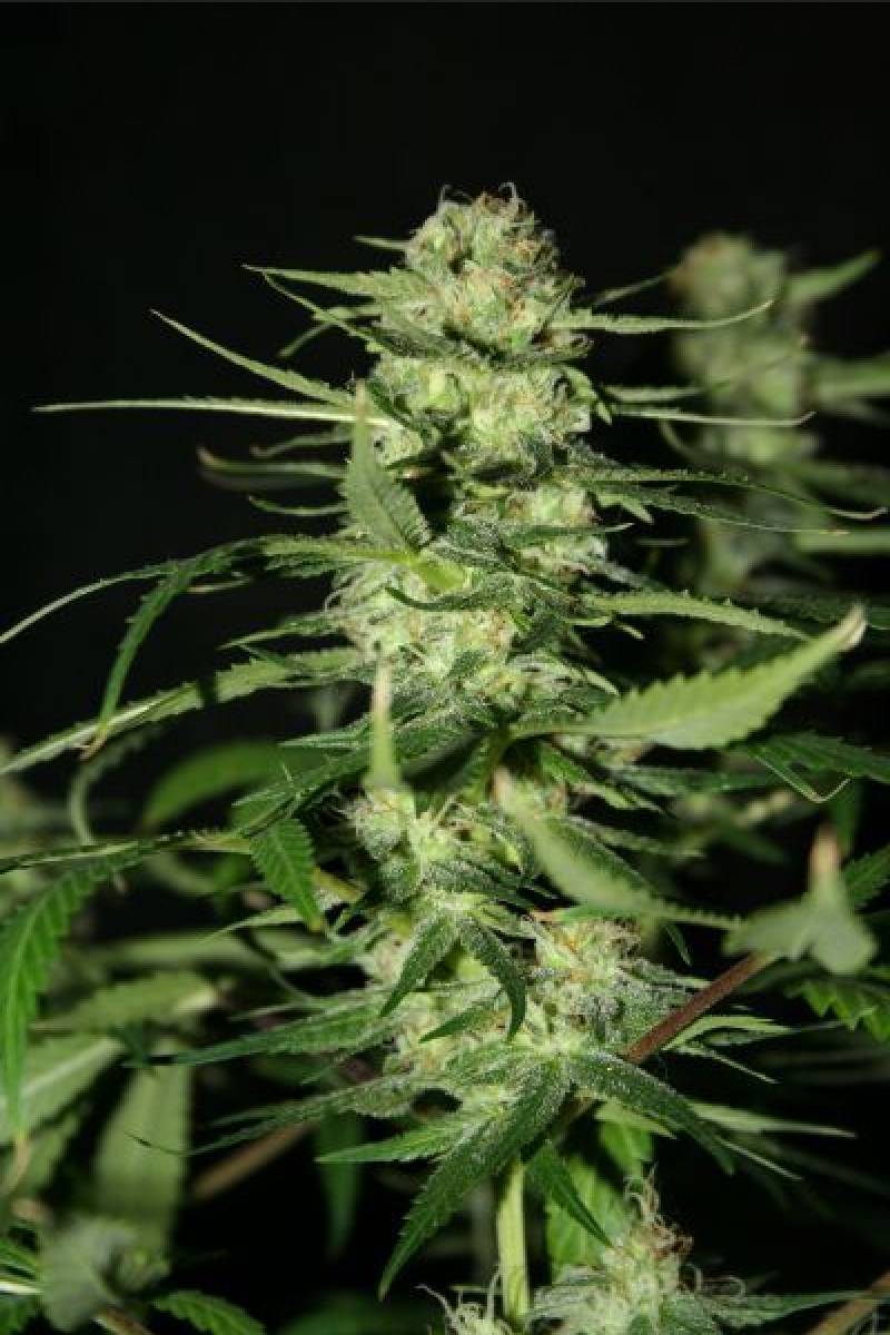 Mr Nice The Doors Reguläre Hanfsamen