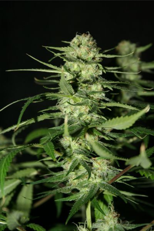 Mr Nice The Doors Reguläre Hanfsamen