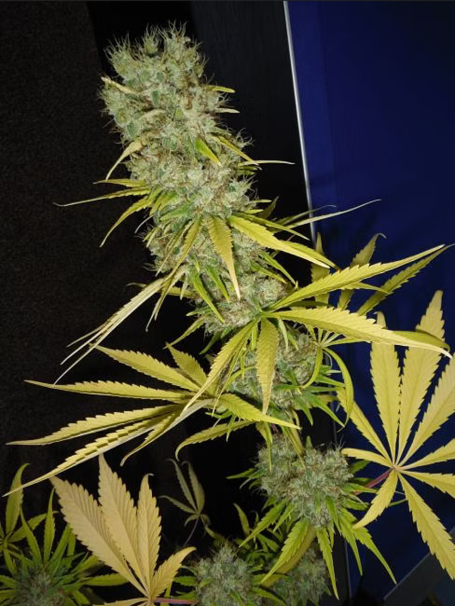 Mr Nice The Stones Reguläre Hanfsamen