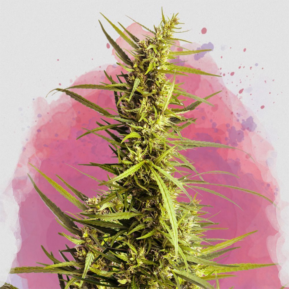 Nirvana Seeds Ak48 Reguläre Hanfsamen Cannabisblüte