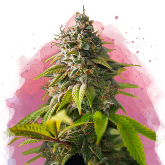 Nirvana Seeds Amnesia Haze Feminisierte Hanfsamen