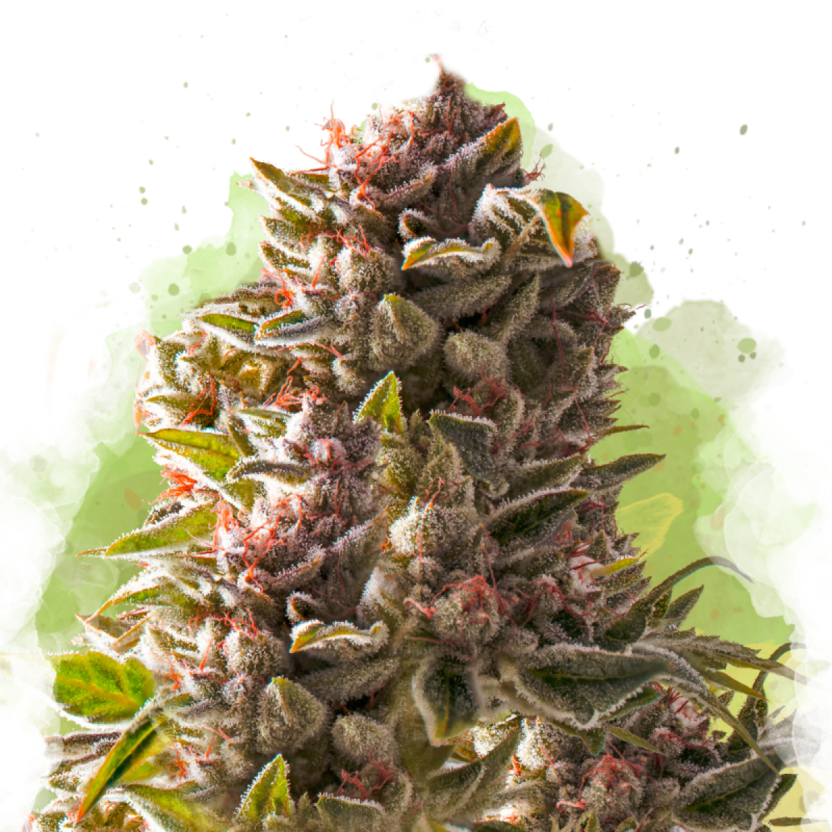 Nirvana Seeds Aurora Indica Automatic Hanfsamen