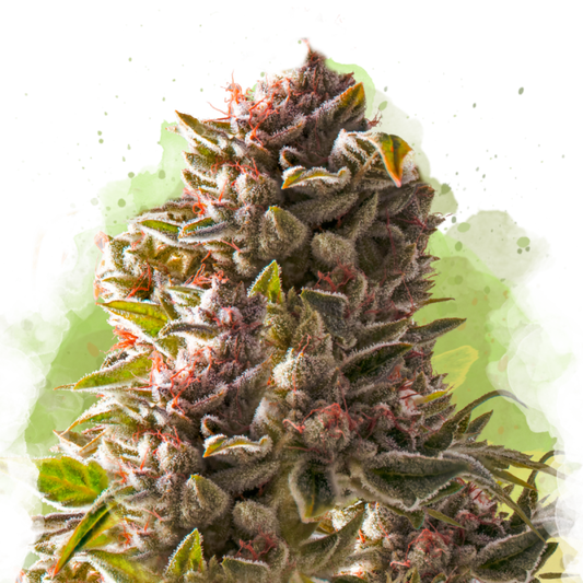 Nirvana Seeds Aurora Indica Automatic Hanfsamen