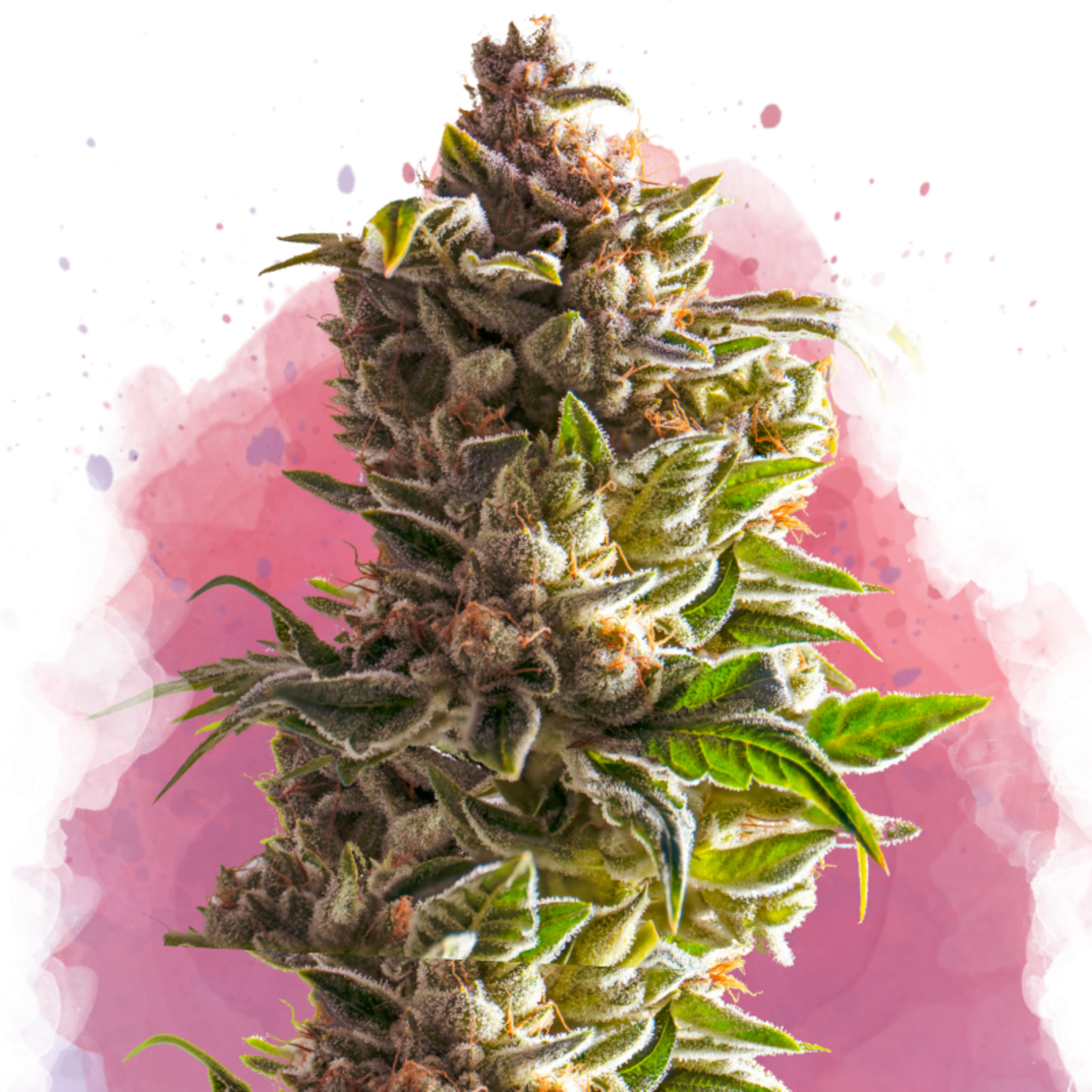 Nirvana Seeds Aurora Indica Feminisierte Hanfsamen