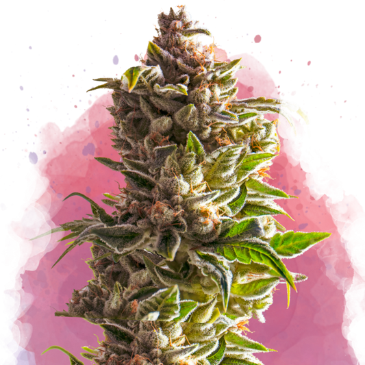 Nirvana Seeds Aurora Indica Feminisierte Hanfsamen