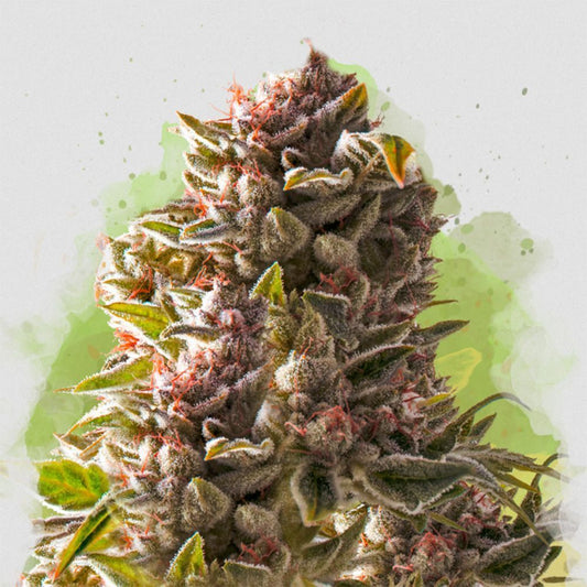 Nirvana Seeds Aurora Indica Reguläre Hanfsamen Cannabisblüte