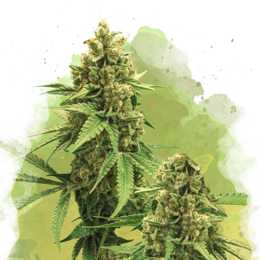 Nirvana Seeds Big Bud Automatic Hanfsamen