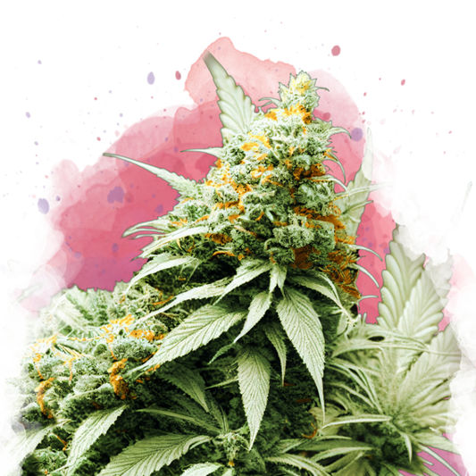 Nirvana Seeds Big Bud Feminisierte Hanfsamen