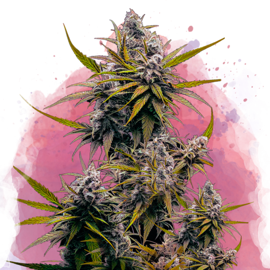 Nirvana Seeds Black Jack Feminisierte Hanfsamen