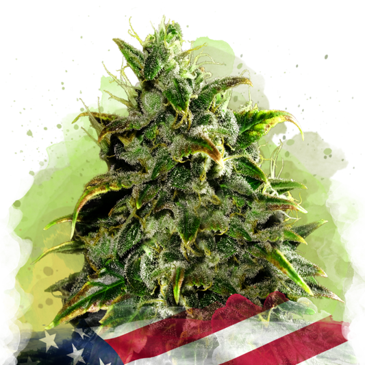 Nirvana Seeds Blue Dream Automatic Hanfsamen