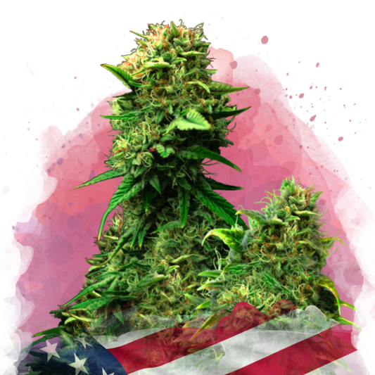 Nirvana Seeds Blue Dream Feminisierte Hanfsamen