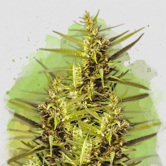 Nirvana Seeds Blueberry Reguläre Hanfsamen Cannabisblüte