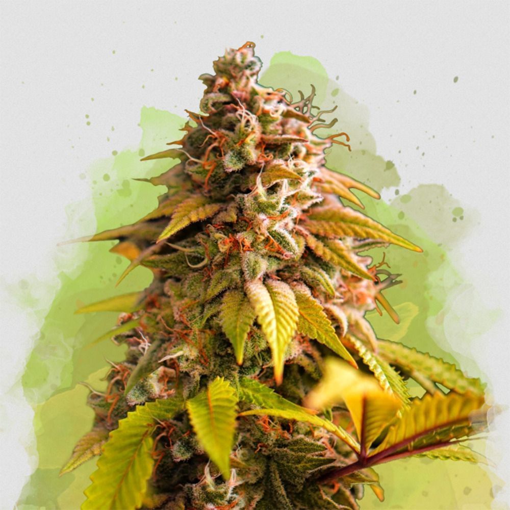 Nirvana Seeds Bubblelicious Automatic Hanfsamen Cannabisblüte