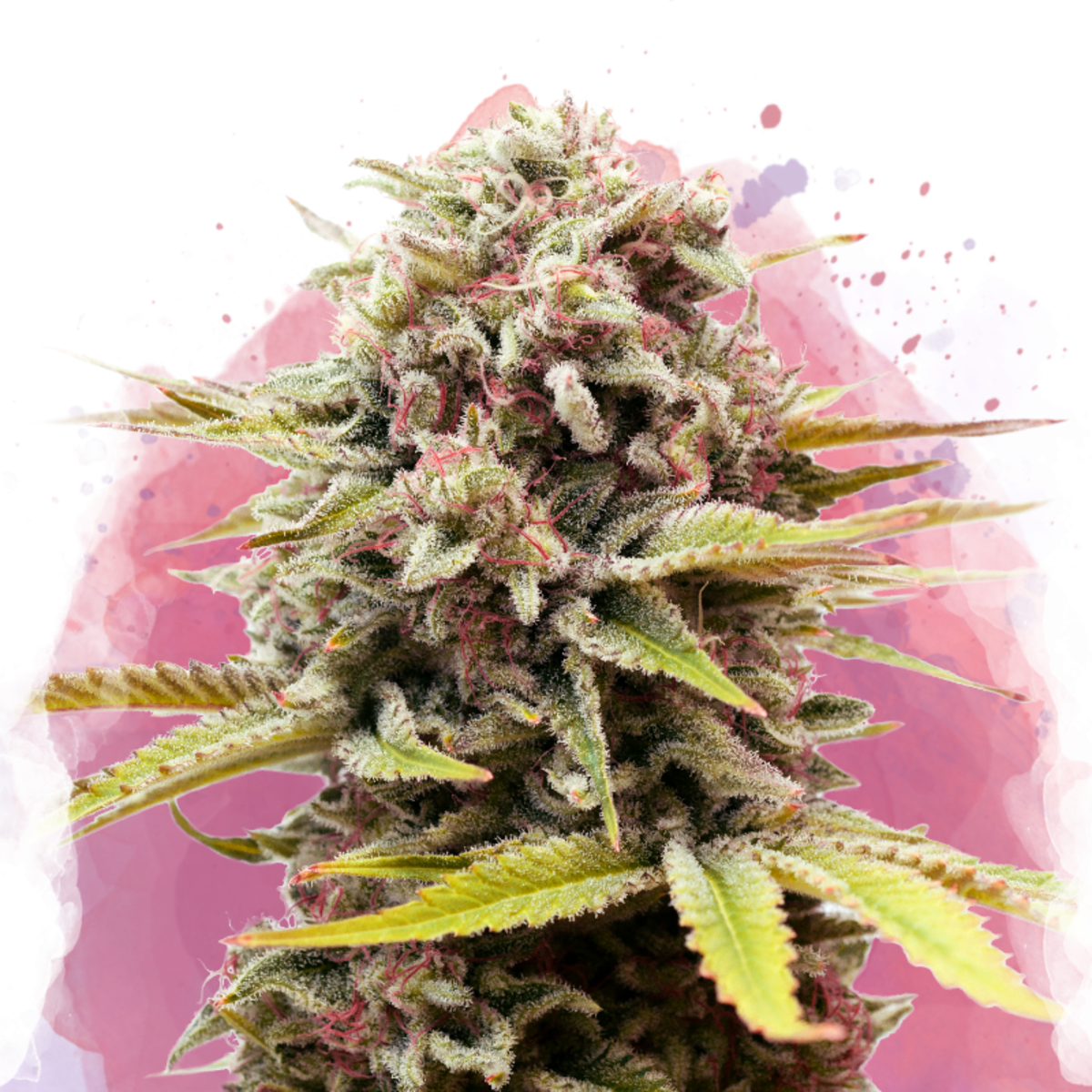 Nirvana Seeds Bubblelicious Feminisierte Hanfsamen