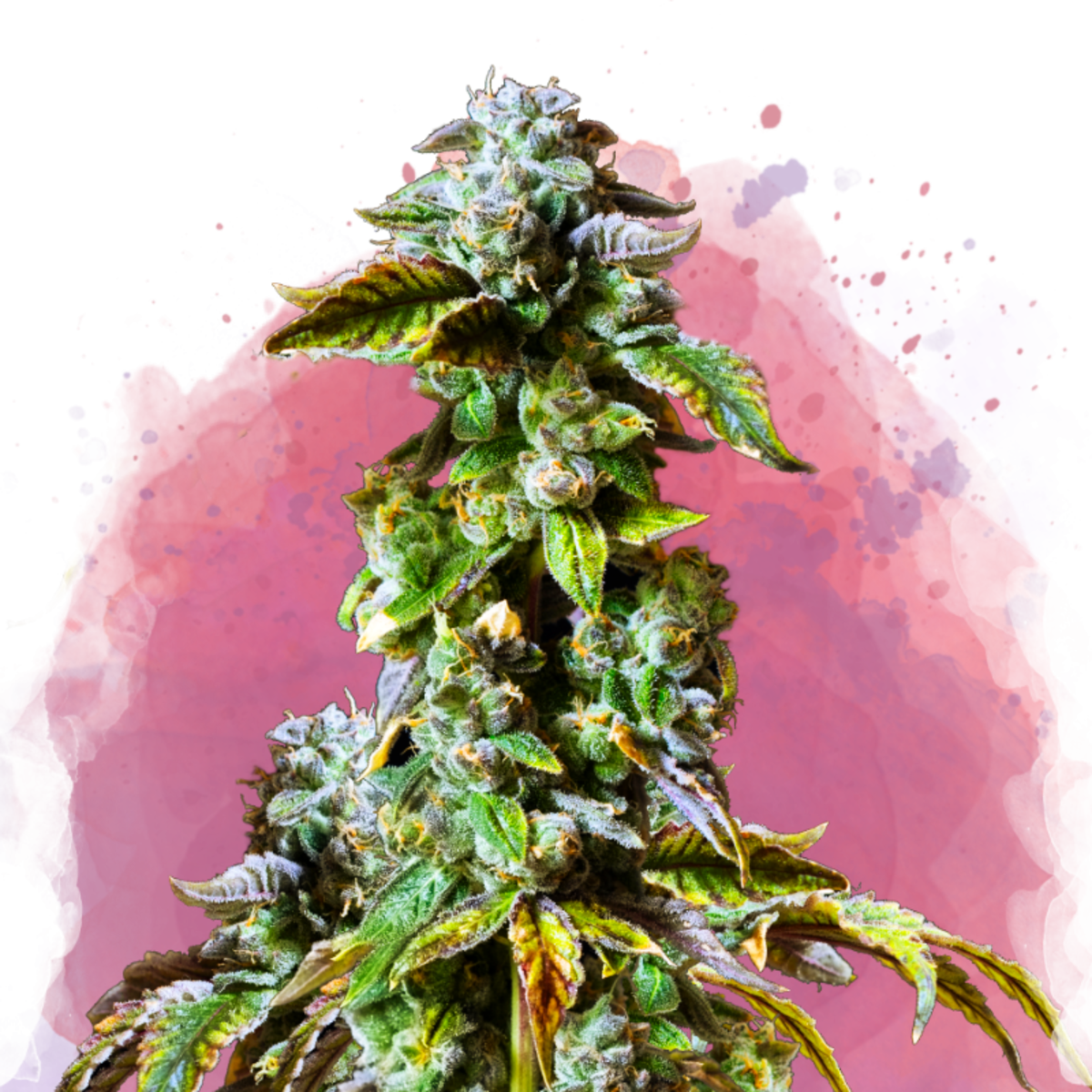 Nirvana Seeds Durban Poison Feminisierte Hanfsamen