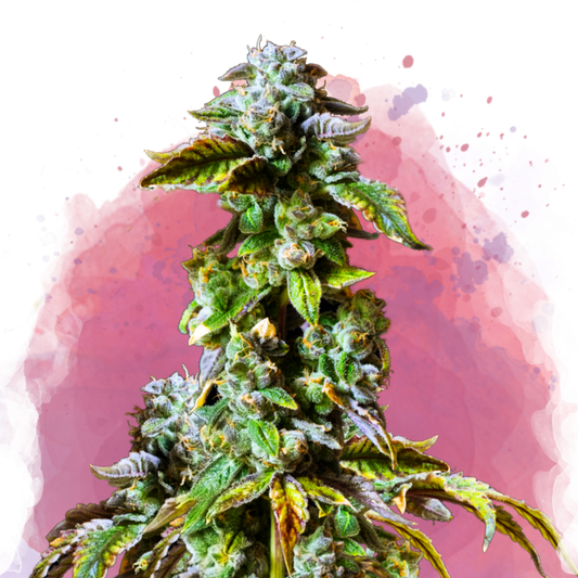 Nirvana Seeds Durban Poison Feminisierte Hanfsamen