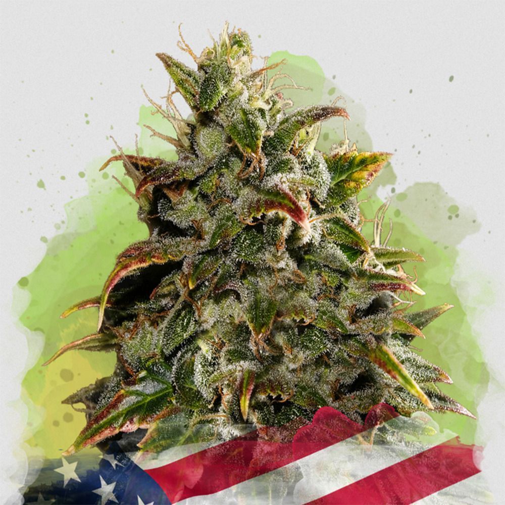 Nirvana Seeds Gelato Automatic Hanfsamen Cannabisblüte