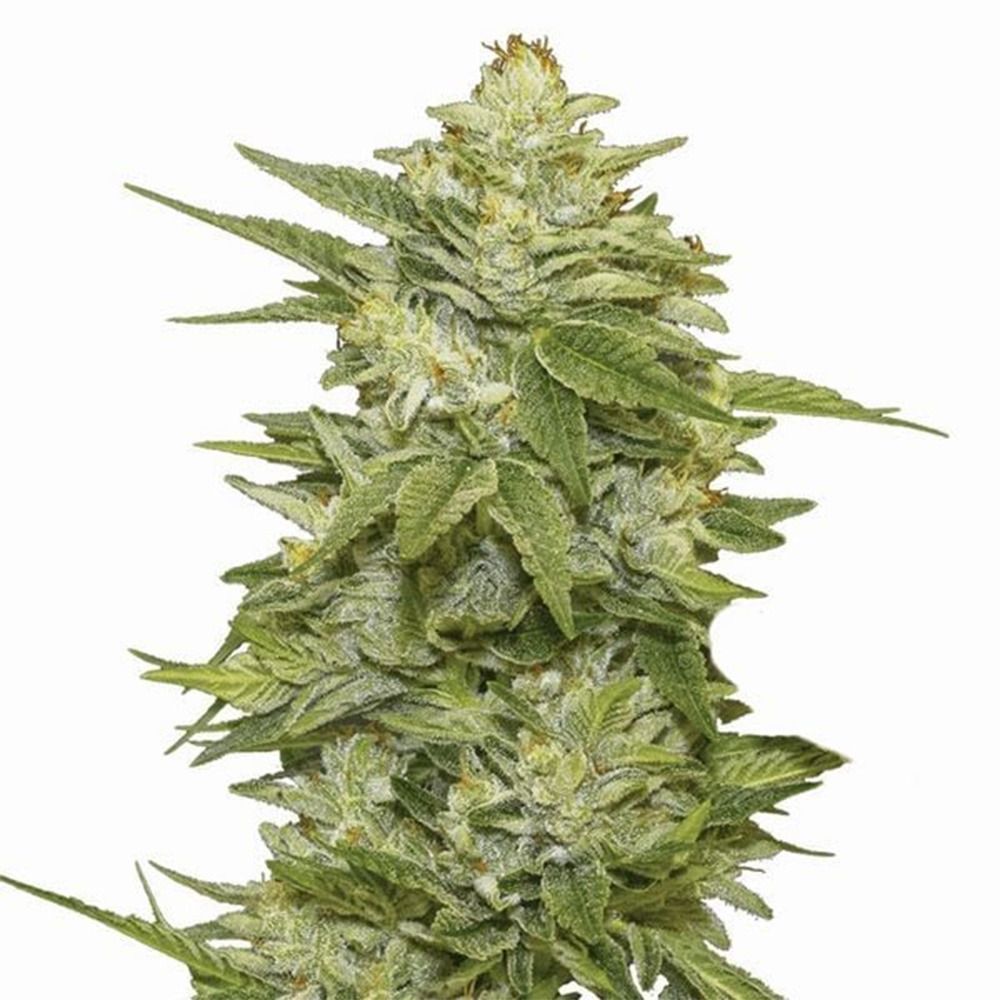 Nirvana Seeds GG48 Automatic Hanfsamen Cannabisblüte