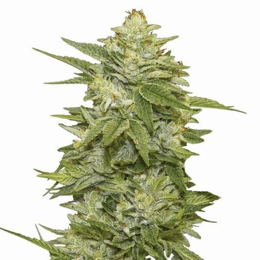 Nirvana Seeds GG48 Automatic Hanfsamen Cannabisblüte