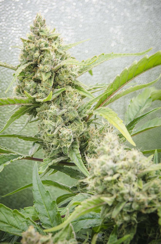 Nirvana Seeds Hawaii Maui Waui Automatic Hanfsamen Cannabisblüte