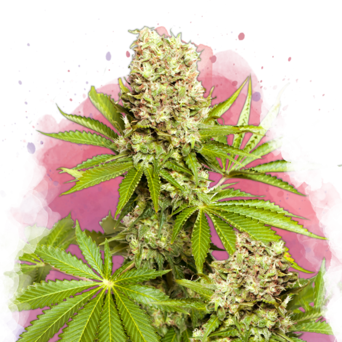 Nirvana Seeds Hawaii Maui Waui Feminisierte Hanfsamen