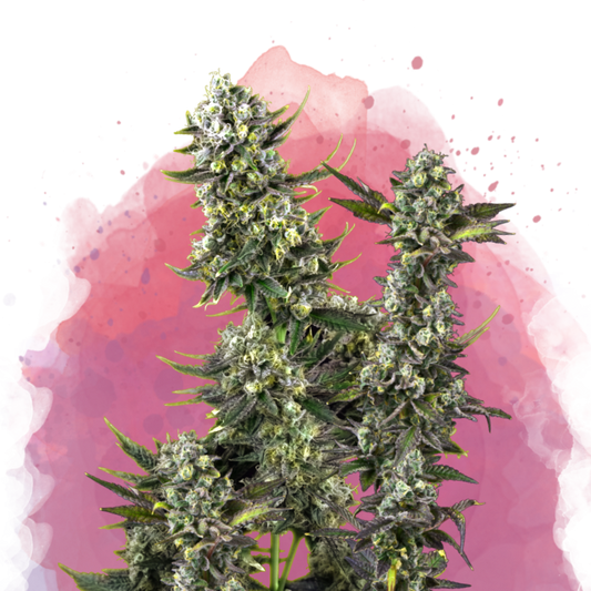 Nirvana Seeds Hindu Kush Feminisierte Hanfsamen