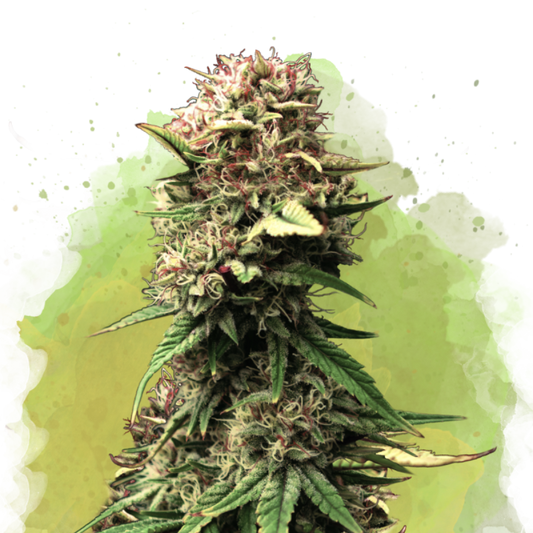 Nirvana Seeds Jock Horror Automatic Hanfsamen