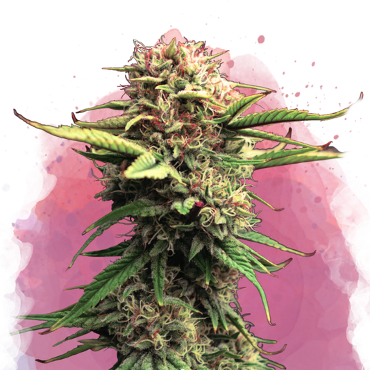 Nirvana Seeds Jock Horror Feminisierte Hanfsamen