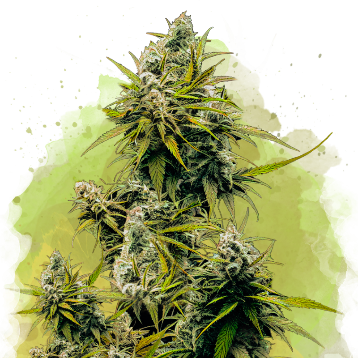 Nirvana Seeds Lemon OG Haze Automatic Hanfsamen