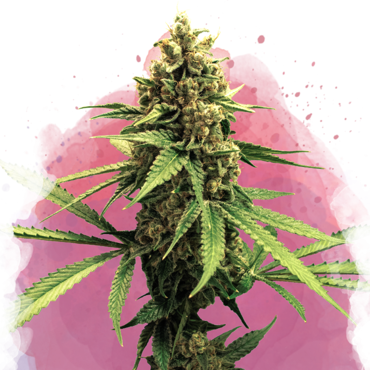 Nirvana Seeds Lemon OG Haze Feminisierte Hanfsamen