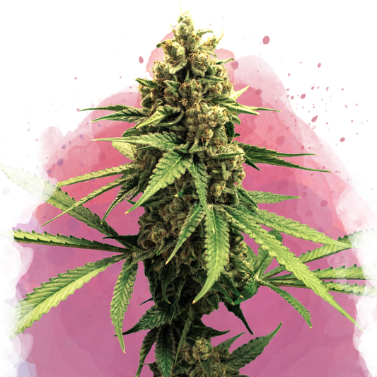 Nirvana Seeds Lemon OG Haze Feminisierte Hanfsamen