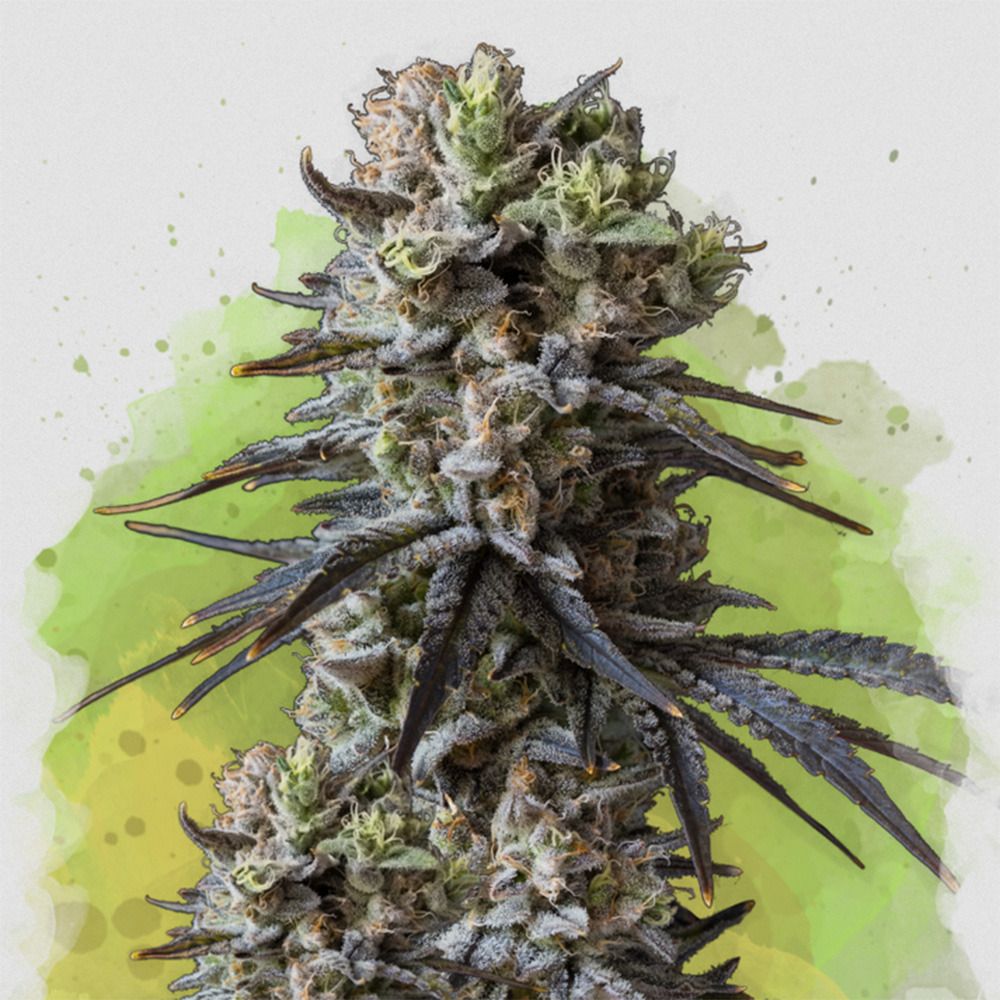 Nirvana Seeds Lithium OG Kush Automatic Hanfsamen Cannabisblüte