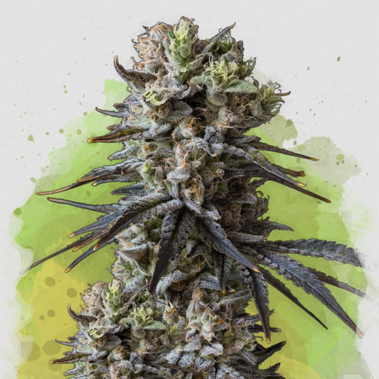 Nirvana Seeds Lithium OG Kush Automatic Hanfsamen Cannabisblüte