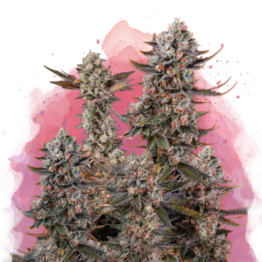 Nirvana Seeds Lithium OG Kush Feminisierte Hanfsamen