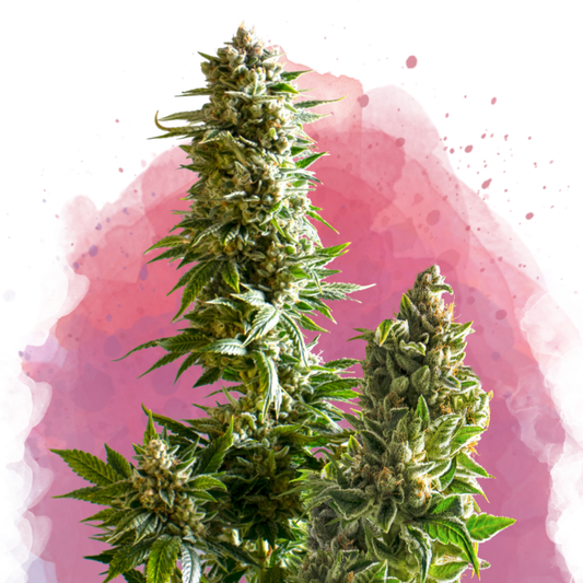 Nirvana Seeds Master Kush Feminisierte Hanfsamen