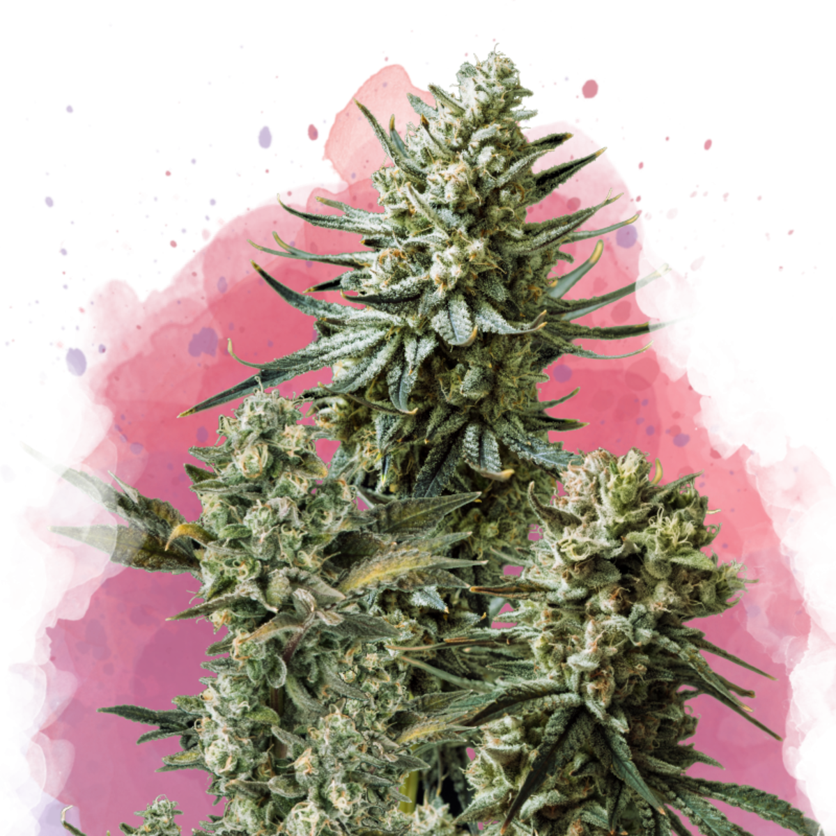 Nirvana Seeds Misty Kush Feminisierte Hanfsamen