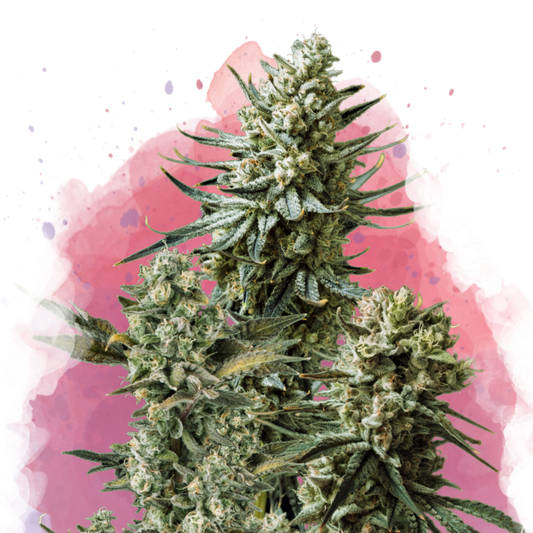 Nirvana Seeds Misty Kush Feminisierte Hanfsamen