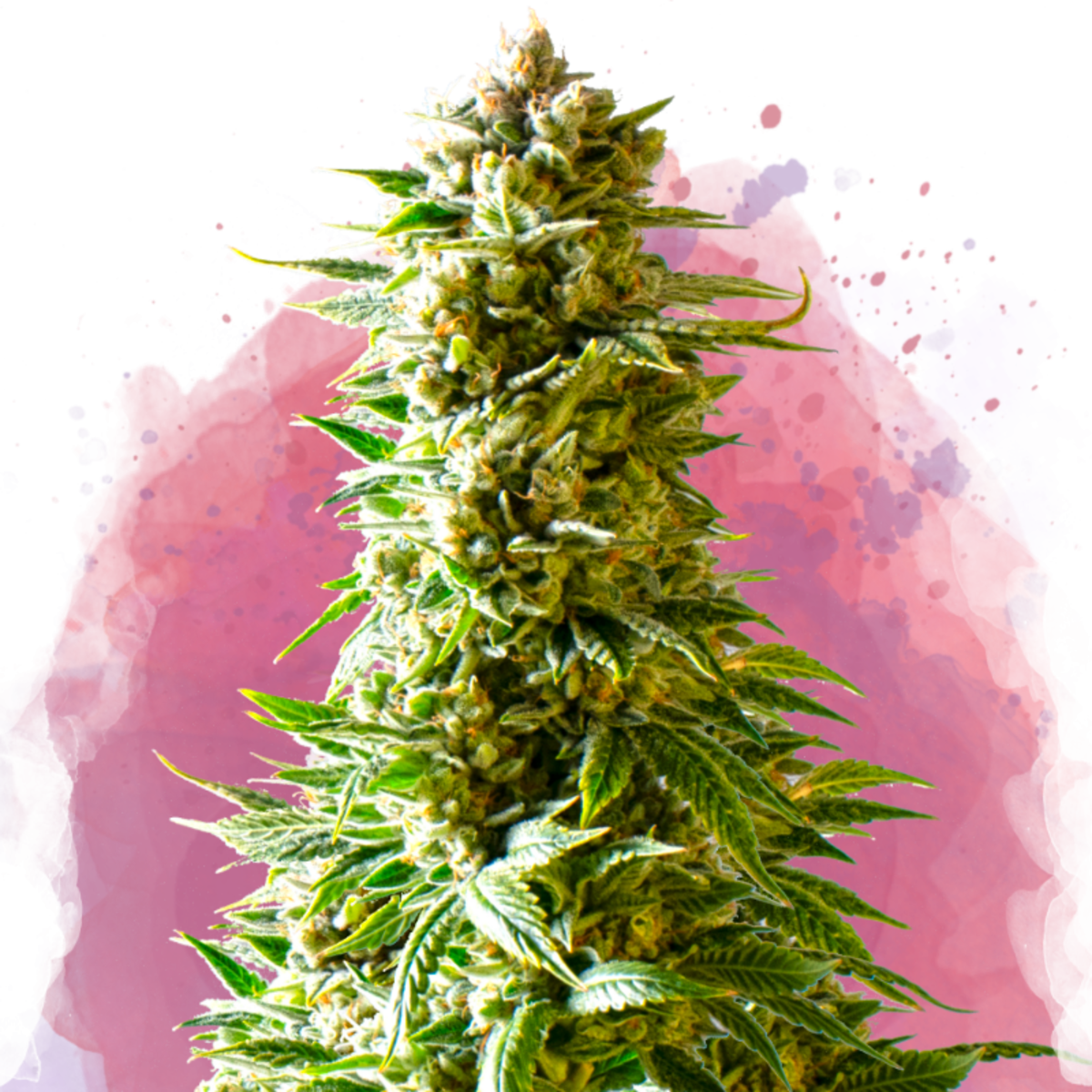 Nirvana Seeds Northern Light Feminisierte Hanfsamen