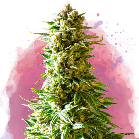 Nirvana Seeds Northern Light Feminisierte Hanfsamen