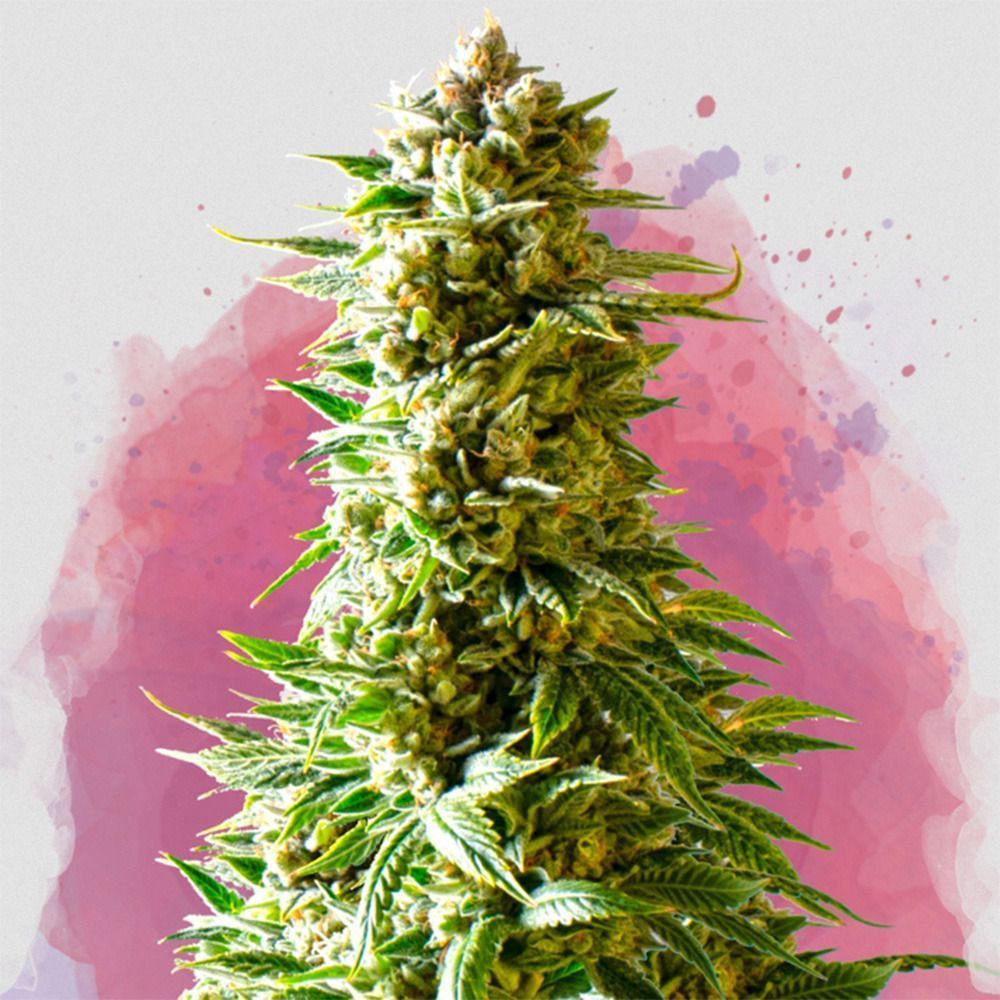 Nirvana Seeds Northen Lights Reguläre Hanfsamen Cannabisblüte