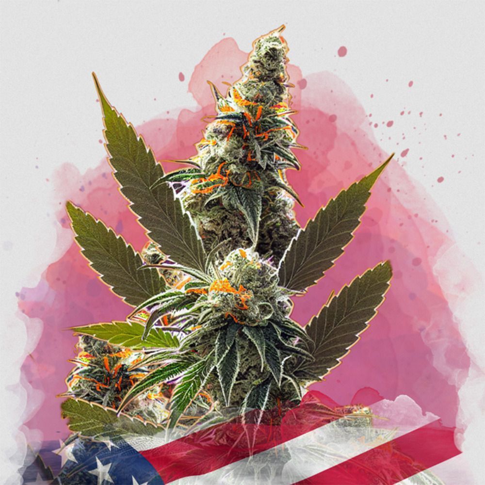 Nirvana Seeds Orange BUD Automatic Hanfsamen Cannabisblüte