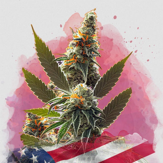 Nirvana Seeds Orange BUD Automatic Hanfsamen Cannabisblüte