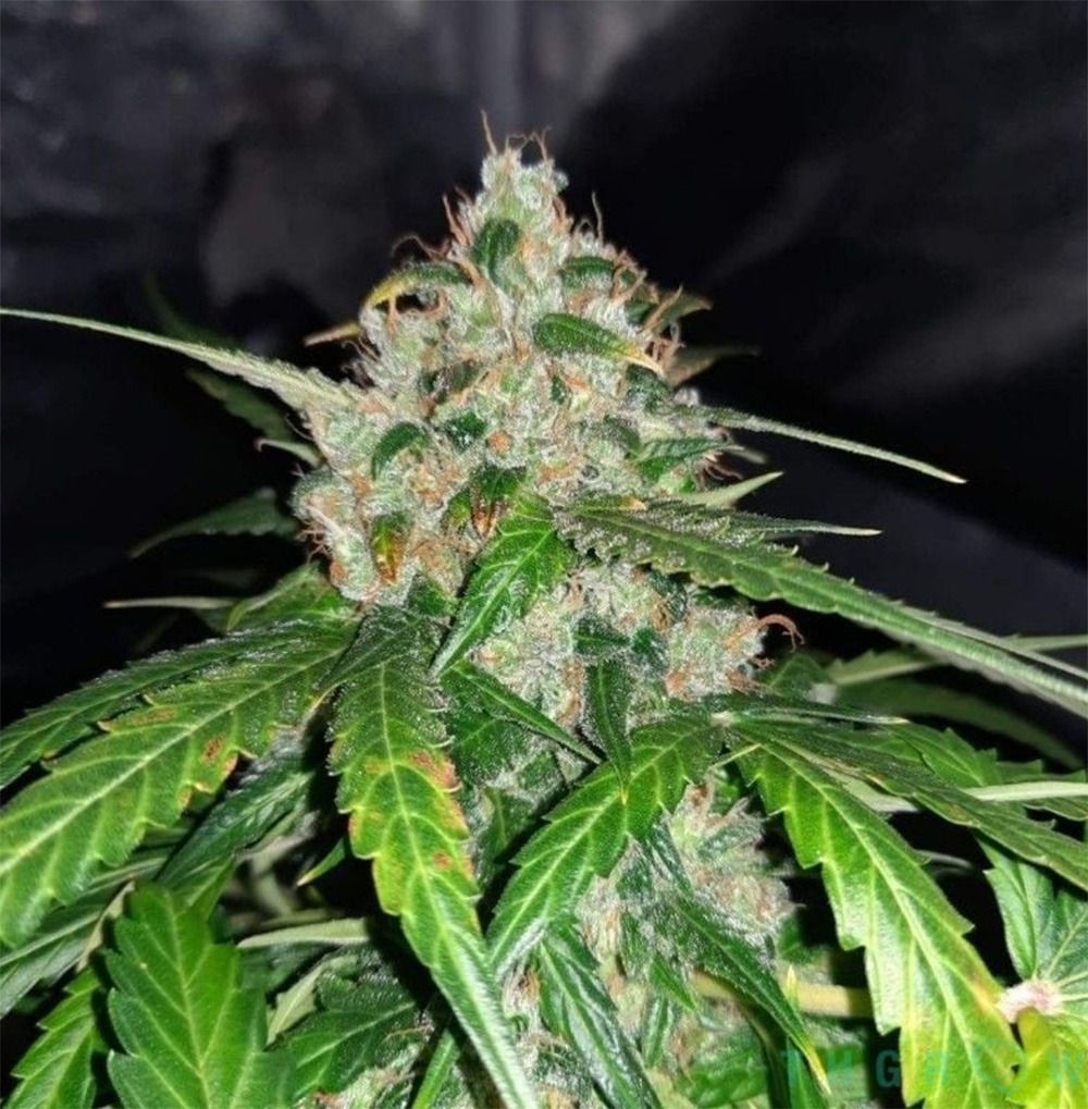 Nirvana Seeds Orange Bud Reguläre Hanfsamen Cannabisblüte