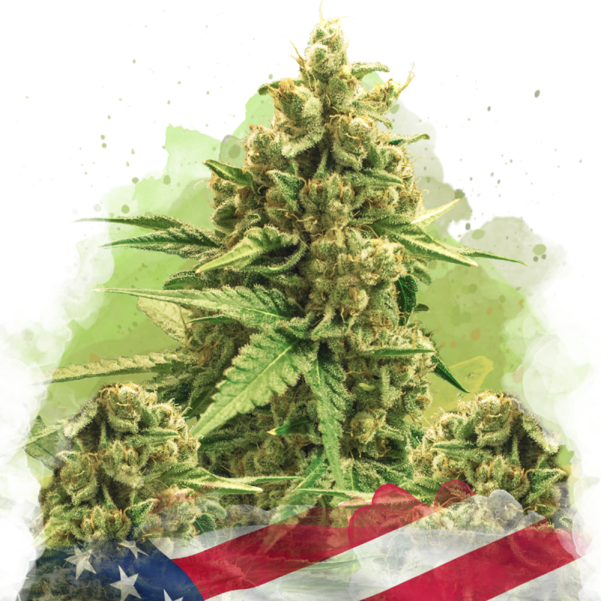 Nirvana Seeds Original Glue Automatic Hanfsamen