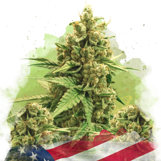 Nirvana Seeds Original Glue Automatic Hanfsamen