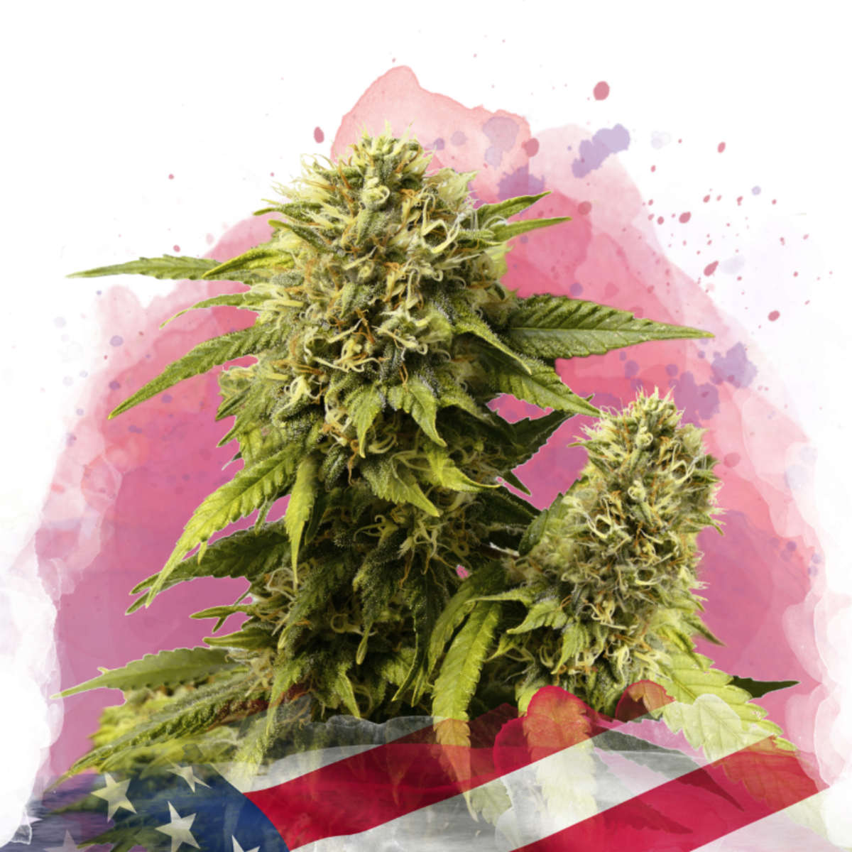 Nirvana Seeds Original Glue Feminisierte Hanfsamen