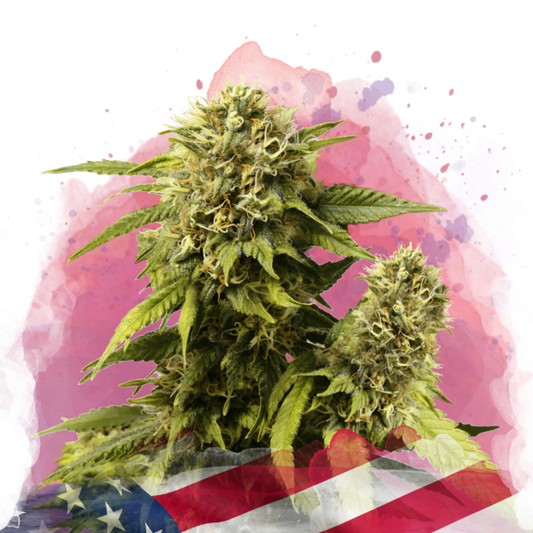 Nirvana Seeds Original Glue Feminisierte Hanfsamen