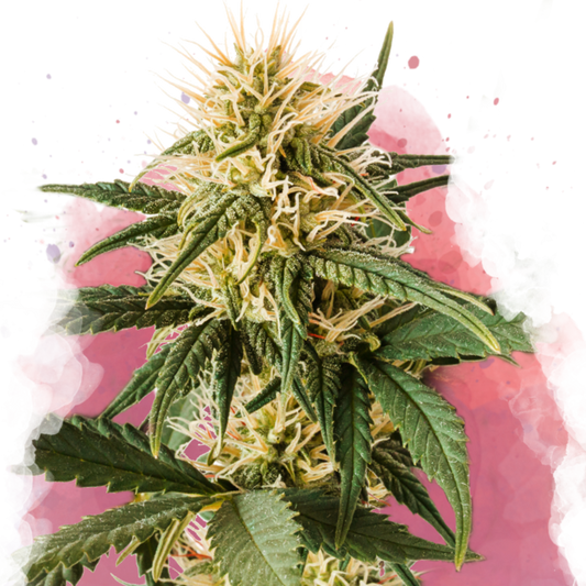 Nirvana Seeds Pure Power Plant Feminisierte Hanfsamen