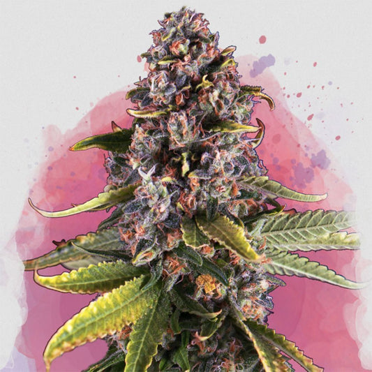 Nirvana Seeds Raspberry Cough Auto Automatic Hanfsamen Cannabisblüte